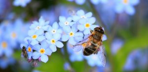 Read more about the article “Summ summ summ…” – die Bienen in der Uni-Kita